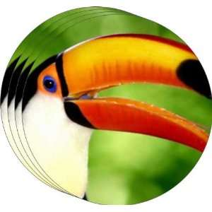  Rikki KnightTM Macaw Bird Art Coasters   Beer Coasters 