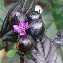 NEW *BLACK PEARL PEPPER*10 seeds*SHOWY*TROPICAL* #1048  