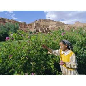 Roses, Grown in the Dades Valley Region, High Atlas, Morocco 
