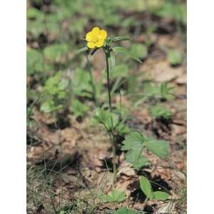  Close Up of a Mountain Buttercup Flower (Ranunculus 