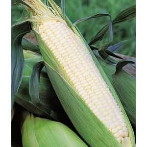  Corn, Sugarpearl Hybrid 1 Pkt. (200 seeds) Patio, Lawn 