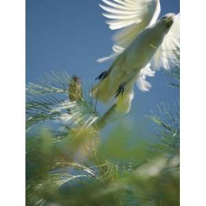  A Little Corella Cockatto Takes Flight from a Pine Tree 