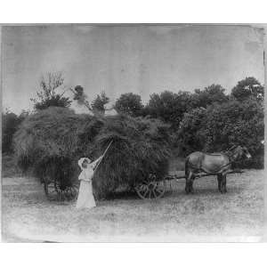  Summer Time,Women,Pitchforks,Hay,Horse Drawn wagon,1908 