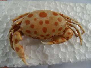 Crab taxidermy, 46 mm, SUN DRIED TREATED W? FORMALINE  