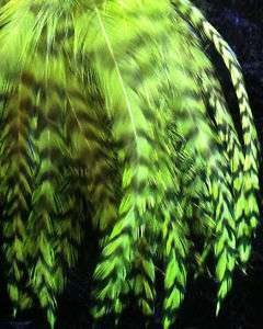 GRIZZLY ROOSTER FEATHERS HAIR EXTENTIONS GREEN SHORT 10  