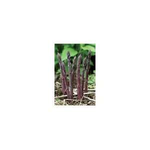  Asparagus Purple Passion F1 25 Plants per Unit (no seeds 