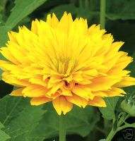 Summer Sun False Sunflower 50 Seeds *Great Cut Flower*  