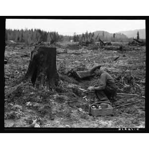  Photo Farmer preparing to blow tamarack stump. It will 