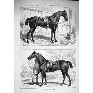    1874 Horse Show Islington Prince Wales Cob Cashier