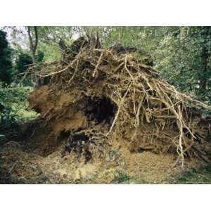 The Torn Root System of a Large Tree Downed by Hurricane Isabel 