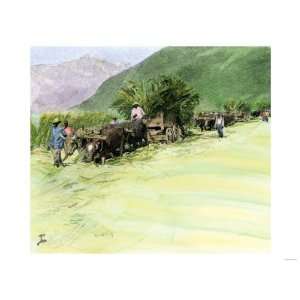  Ox Drawn Wagons Carrying Harvested Sugar Cane on a Jamaica 